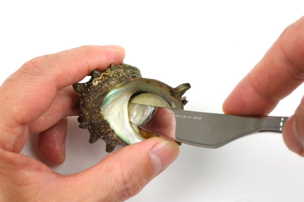 サザエ さざえ 栄螺のさばき方と刺身 旬の魚介百科